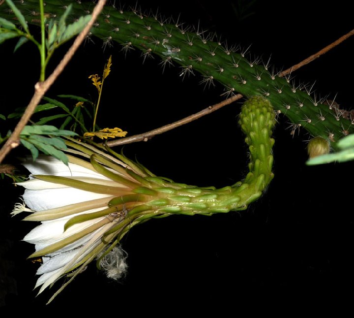 Harrisia fernowii ©J.M. Acuña, Yacubo Abajo, Imias, Cu